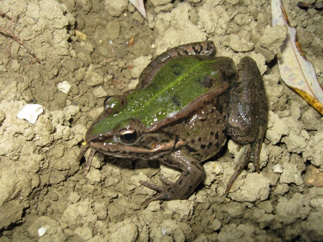 Rana - Pelophylax sp.